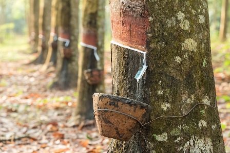 Harga Bahan Olahan Karet di Riau Mengalami Kenaikan